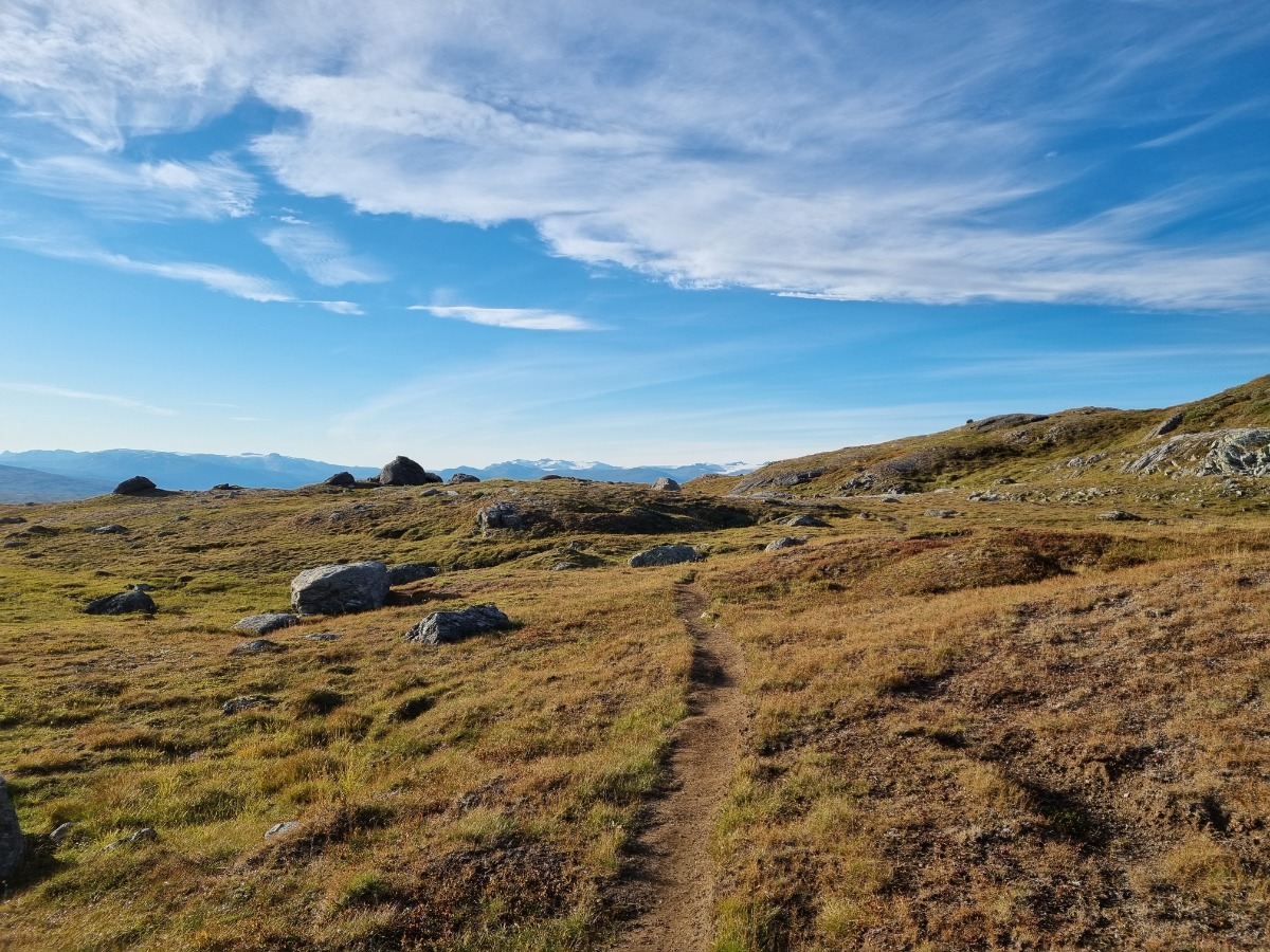 lappfjelltjonna bilde 2