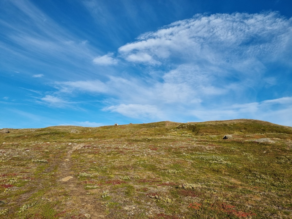 lappfjelltjonna bilde 3